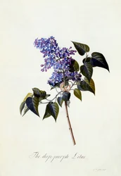Le lilas pourpre foncé, vers 1743